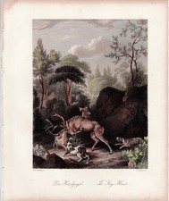 1850 ca. Antica incisione su acciaio Caccia al cervo  Heawood