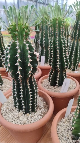 Euphorbia abyssinica - euphorbia,