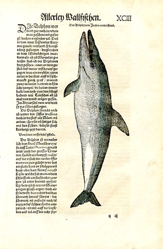 Conrad gesner dolphin - conrad, 1563