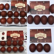 14 Cedar Hill Marans Hatching
