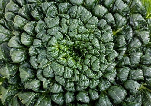 Tatsoi 200 4000 - -, semi