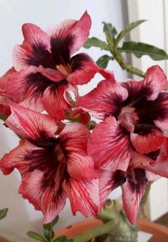Rosa del desierto adenium - del,