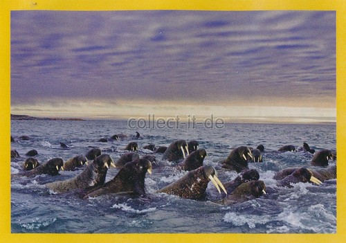 Panini national geographic - panini,