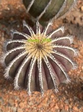 RaroSucculento Uebelmannia Casa Vaso Decorazione Giardino Piante Cactus 