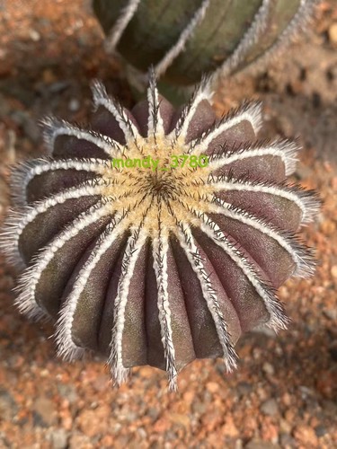 Rarosucculento uebelmannia - rarosucculento,