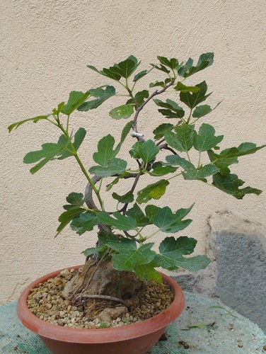 Bonsai ficus 30x14cm - ficus,