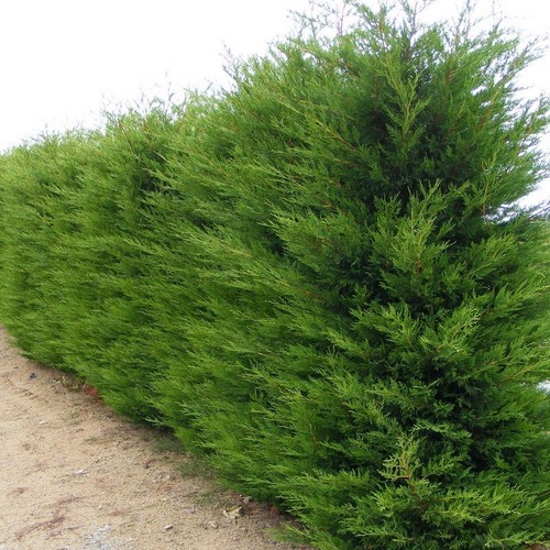 Cipresso leylandii - cipresso,