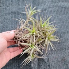 Tillandsia bergeri pianta - bergeri,
