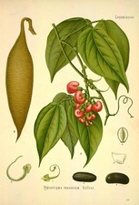 "Physostigma venenosum Balfor,Originalgetreue Abbildung; 30x45cm "