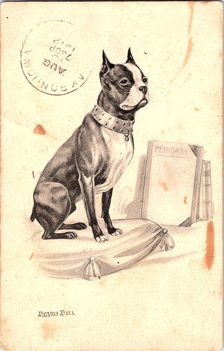 1912 boston bull - 1912,