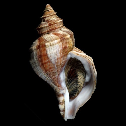 Buccinoidea 0557 neptunea - buccinoidea-0557,
