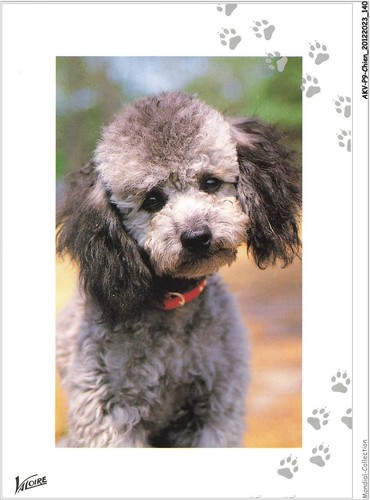 Akvp9 0715 chien barboncino - akvp9-0715-chien,