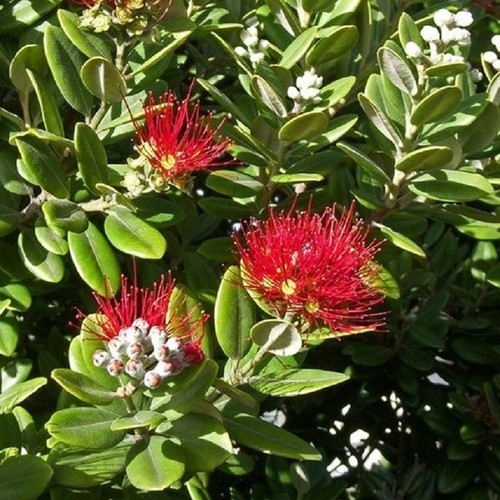 Pianta metrosideros excelsa - pianta,