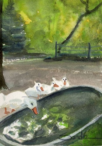 Thirsty ducks - thirsty,