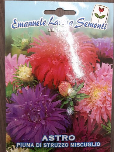 Semi sementi astro piuma di - ,