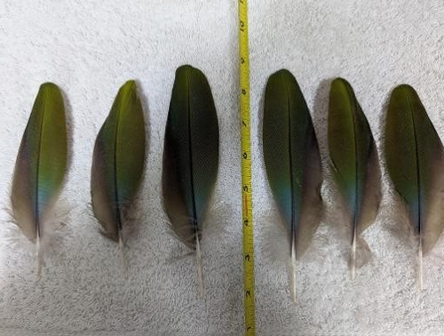 Piume ala colore - d'ala, naturale