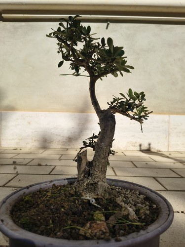 Pianta olivastro pre bonsai - pianta, pre-bonsai