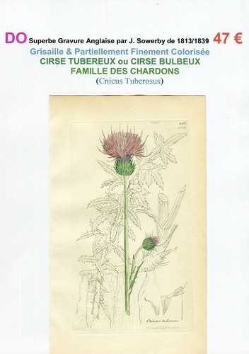 Xix ème chardon cirse - ème,