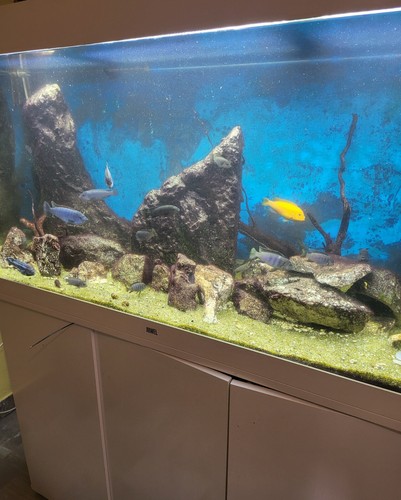 Acquario completo usato - acquario,