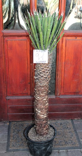 Yucca filifera del messico - del,