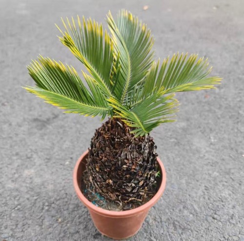 Cycas revoluta aurea wysiwyg - "aurea",