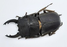 Lucanidae, Gnaphaloryx opacus, Malesia, A1, 34 mm, XL, #LM92