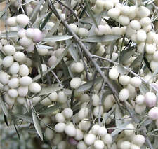 Olea europea cv DIAMANTE BIANCO (white diamond) white olives -  - Olivo Diamante