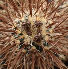Pediocactus papyracantha sb504 - pediocactus,