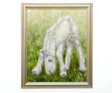 Cavallo giovane puledro
