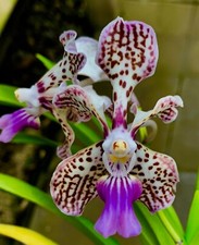 Vanda Species NUOVO profumo orchidea orchidee