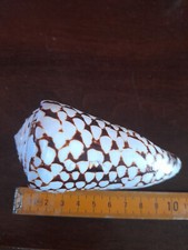 10 conchiglie da collezione