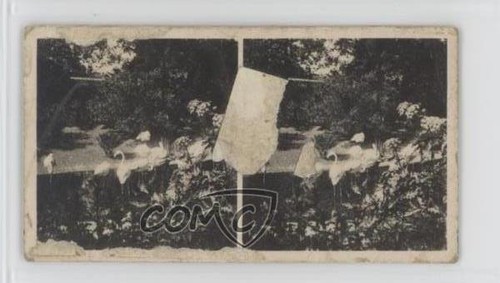 1929 bat qui ovunque - bat,