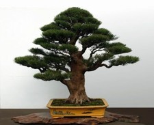 CASUARINA EQUISETIFOLIA - PINO AUSTRALIANO, 10 SEMI SELEZIONATI