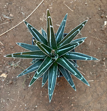 AGAVE VICTORIAE REGINAE -