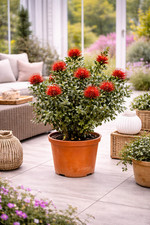 Metrosideros excelsa 40-60 cm