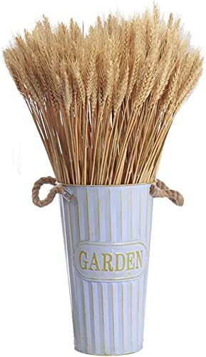 Spighe grano essiccate - di,