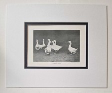 SPORT & GENERAL Embden Geese