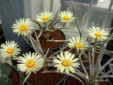 5 pezzi 1-2 cm Caput-medusae