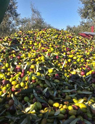 Olio extravergine oliva 5 - olio,