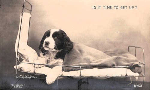 Rppc setter inglese cucciolo - inglese,