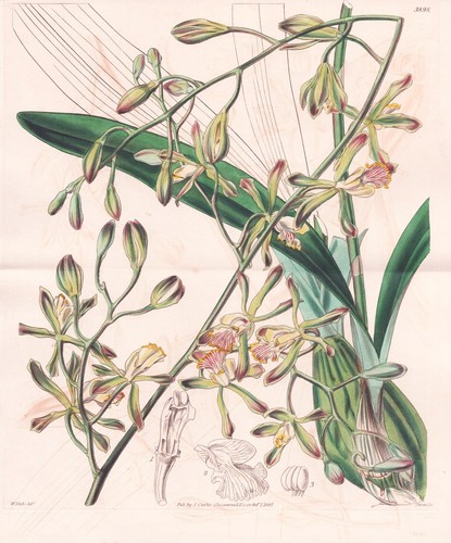 Epidendrum calocheilum - epidendrum,