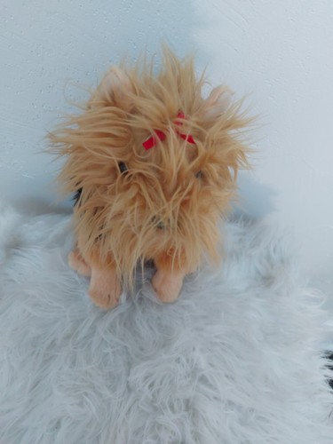 Yorkshire terrier - yorkshire,