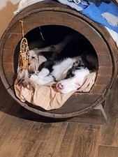 Due Botti Cuccia Cane