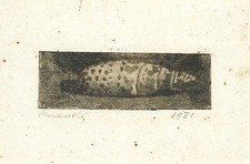 Giorgio Morandi : Conchiglia 