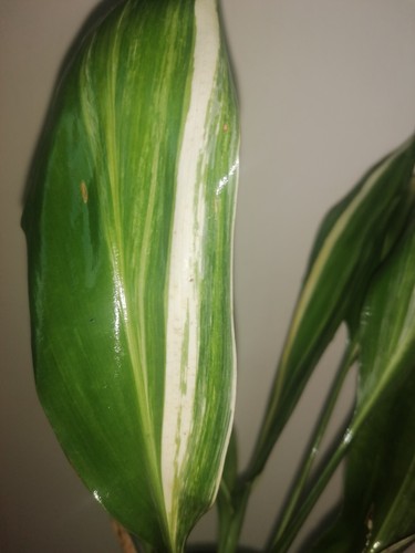 Aspidistria variegata - aspidistria,