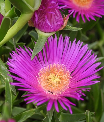 Carpobrotus edulis 20cm - edulis, |