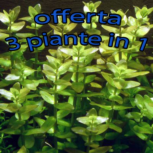 Offerta piante acquario bacopa - offerta,
