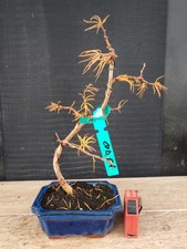 bonsai larice 36 cm visita il