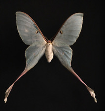 Vera farfalla luna Actias
