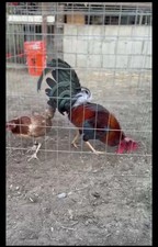 6 Uova Fertili Kelso Fuori E